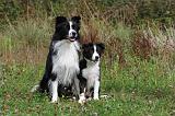 BORDER COLLIE 748